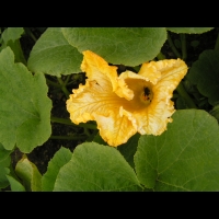 Courge ou potirron (2)